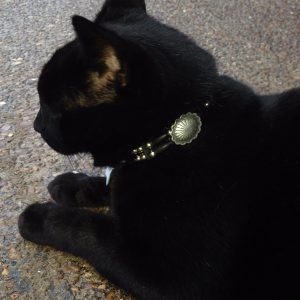 Cat Collars - 2 and 3 Strand Pipe Beaded and Concho Pet Collars